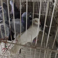 9تا ماده آلمانی