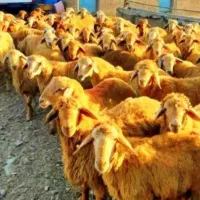 بره نر چرا گاهی /گوسفند زنده تخفیف ده روز فقط