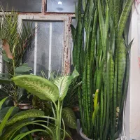 فروش گل طبیعی سانسوریا