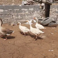 غاز بالغ