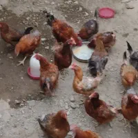 مرغ جوان تخم گذار  محلی