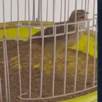 جوجه سهره خاکی دوعدد نر