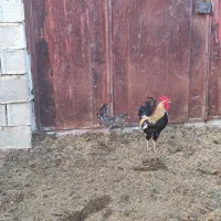 شادگان روستای عبودی منطقه معاوی