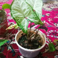 گل طبیعی|گل و گیاه طبیعی|ایذه, |دیوار