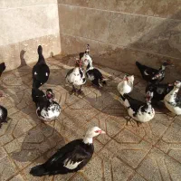 فروش 7 عدد اردک بی صدا (موسکووی)