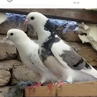 کبوترتهرانی