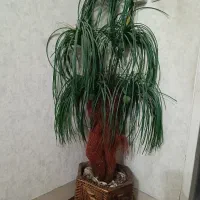 کلمن و گل مصنوعی