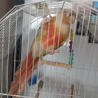 پرنده