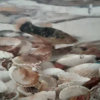فروش یک عدد پـلـاتـی