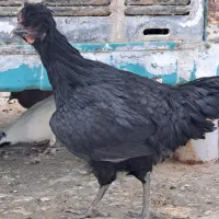 مرغ