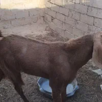 فروشی