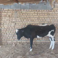 فروش گوساله