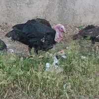 بوقلمون محلی
