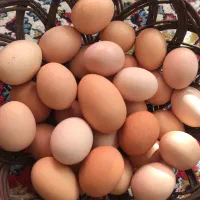 تخم مرغ نطفه دار اصل روستا درجه ۱