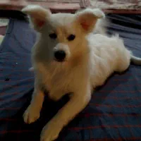 فروش سگ اشپیتزژاپنی