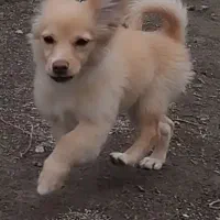 سگ نژاد اشبیز پکو 3500