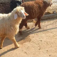 بره ماده