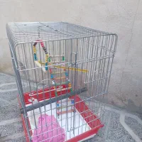 قفس