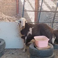 قوچ پلنگی