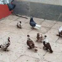 کبوتر قرمز نشان بالا 8 عدد