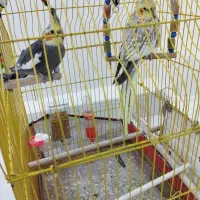 عروس هلندی