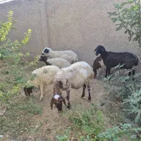 میش وبره|حیوانات مزرعه|گلپایگان, |دیوار
