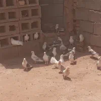کبوتر ساتن دوبال ابی