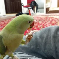 شاه طوطی سخنگو اهلی
