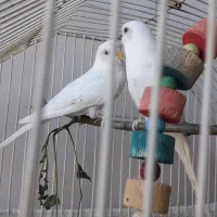 مرغ عشق ( سرخس )