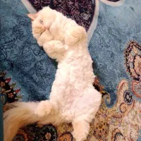 گربه پرشین