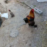 فروش مرغ و خروس بر هما