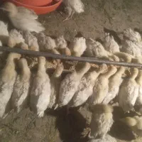 باسلام جوجه بوقلمون بیوتی