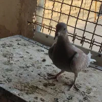 جوجه یا هو گم کردم