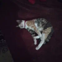 گربه خانگی تربیت شده