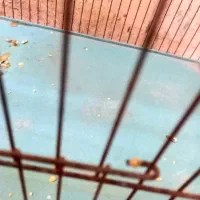 جوجه قناری باغی