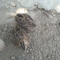 بلدرچین