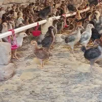 جوجه یکماهه محلی گلپایگانی