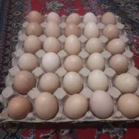 تخم مرغ محلی