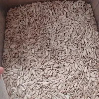 مغز تخمه آفتاب گردان