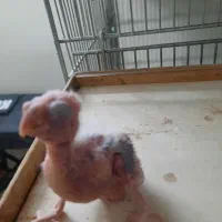 جوجه عروس البینو دوکت