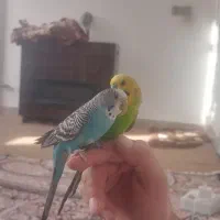 گمشده