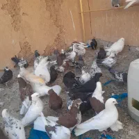 کبوتر هوایی