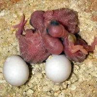 عروس هلندی مرغ عشق قناری