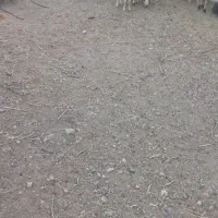 میش وکاور