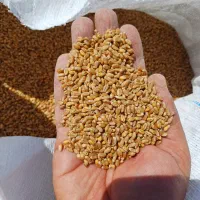 گندم قرمز بذری  کلکتور، الجی، آرامش