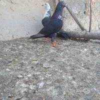 نروماده گوره سینه سفید