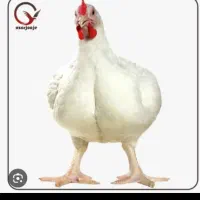 مرغ گوشتی چاق