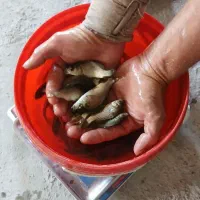 فروش و تولید آمور و کپور طلایی اصلاح نژاد شده