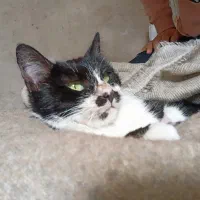 واگذاری رایگان گربه