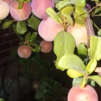 هرس پیوند شوفر تراکتر